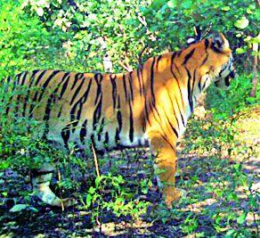 Eight calves of Leader Tiger in Tippswar Wildlife Sanctuary | टिपेश्वर अभयारण्यात पट्टेदार वाघाचे आठ बछडे