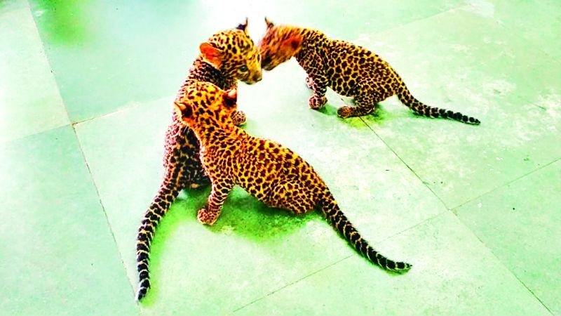 Three cubs of 'that' leopard from Gorewada got adopted parents | गोरेवाडातील ‘त्या’ बिबटाच्या तीन पिलांना मिळाले दत्तक पालक