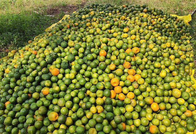 Orange growers in Vidarbha on the verge of becoming indebted; Price 10 to 15 rupees per kg | विदर्भातील संत्रा उत्पादक कर्जबाजारी होण्याच्या मार्गावर; भाव १० ते १५ रुपये किलो