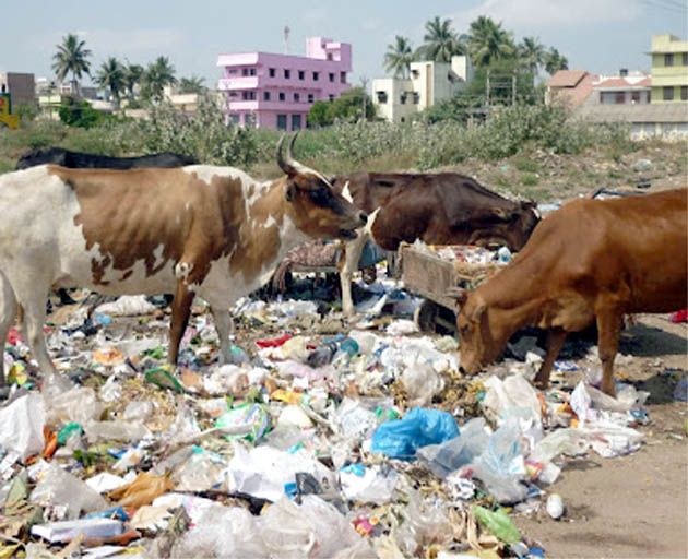 Plastic plates injurious for cows | पत्रावळींमुळे पशुधनाला धोका