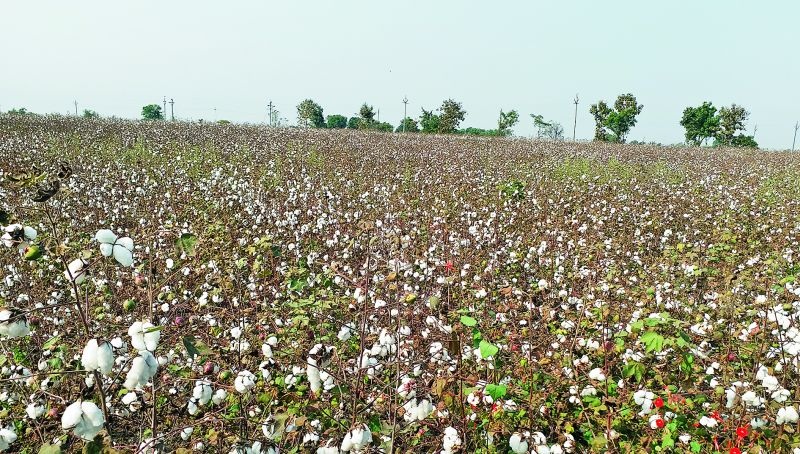 Risk of pink warm in cotton in Nagpur region | नागपूर विभागात कपाशीला गुलाबी बोंडअळीचा धोका