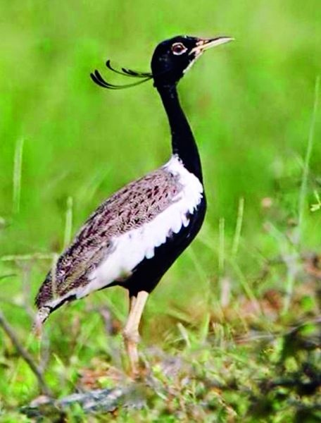 Changing cropping pattern is problematic for Lesser Florican; Only 264 birds in the country | बदलती पीक पद्धत तणमोरांच्या जीवावर; देशात केवळ २६४ पक्षी