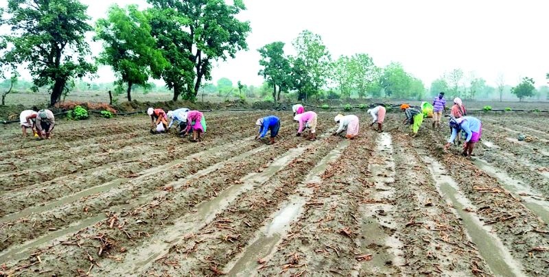 A bold formula of soybean token system adopted by farmers in Nagpur district | नागपूर जिल्ह्यात शेतकऱ्यांनी अवलंबिला सोयाबीन टोकन पद्धतीचा धाडसी फॉर्म्युला