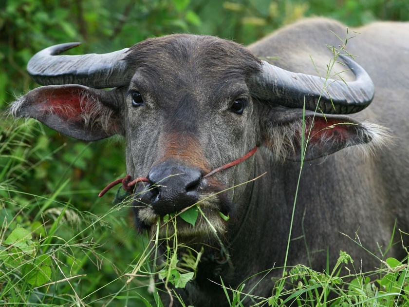 Strange ! The buffaloes saved the owner's life | ऐकावे ते नवलच! म्हशींनी वाचविले मालकाचे प्राण
