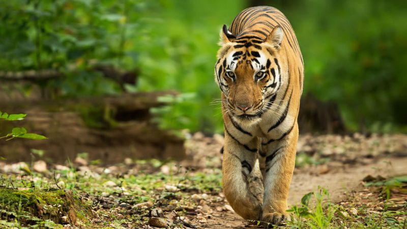Hunting of tiger in Chandrapur district | चंद्रपूर जिल्ह्यात पट्टेदार वाघाची शिकार
