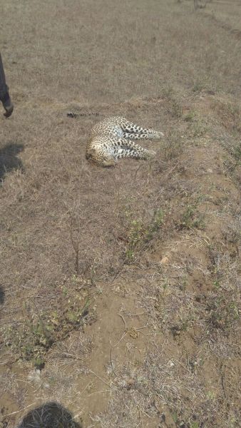 Leopard was found dead in Bhandara district | भंडारा जिल्ह्यात बिबट मृतावस्थेत आढळला