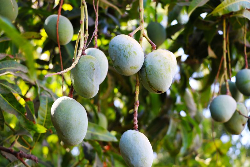 Increasing demand for mangoes in the village | गावराणी आंब्यांना वाढती मागणी