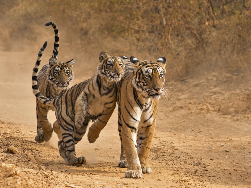 Eight cubs of Tiger seen in Yavatmal's Tipeshwar Wildlife Sanctuary | यवतमाळच्या टिपेश्वर अभयारण्यात पट्टेदार वाघाचे आठ बछडे
