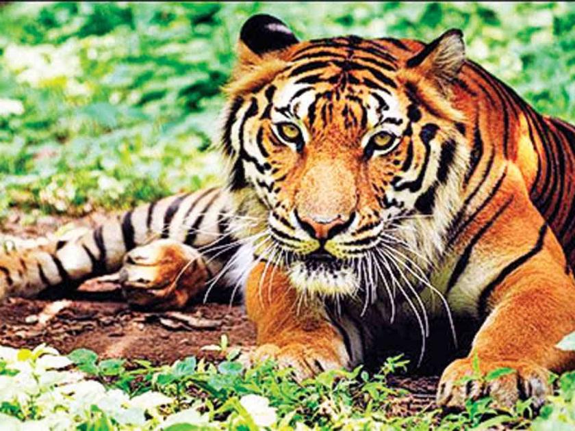 'Tiger Tourism Park' will be set up in Kuhi in Nagpur district. | नागपूर जिल्ह्यातील कुहीत साकारणार ‘टायगर टुरिझम पार्क’