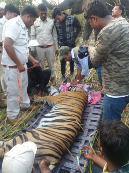 Tiger trapped in Chandrapur district | चंद्रपूर जिल्ह्यातील हल्लेखोर वाघाला केले जेरबंद