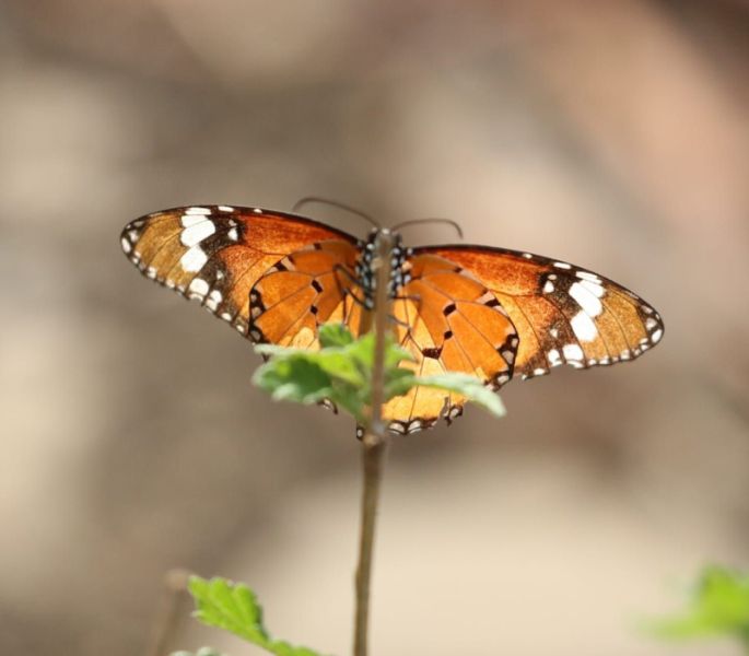New butterflies enhance the beauty of Vidarbha | नव्या फुलपाखरांनी वाढविले विदर्भाचे सौंदर्य