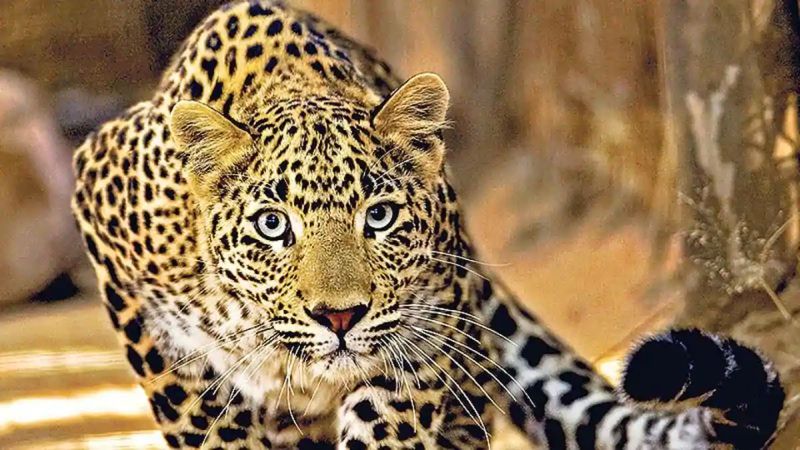 A 10-year-old boy was killed by a leopard in Chandrapur district | चंद्रपूर जिल्ह्यात बिबट्याने घेतला १० वर्षाच्या मुलाचा बळी