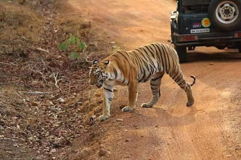 'Maya' tigress turns out to be 'celebrity' for tourists in Tadoba | ‘माया’ झाली ताडोबात पर्यटकांसाठी ‘सेलिब्रिटी’