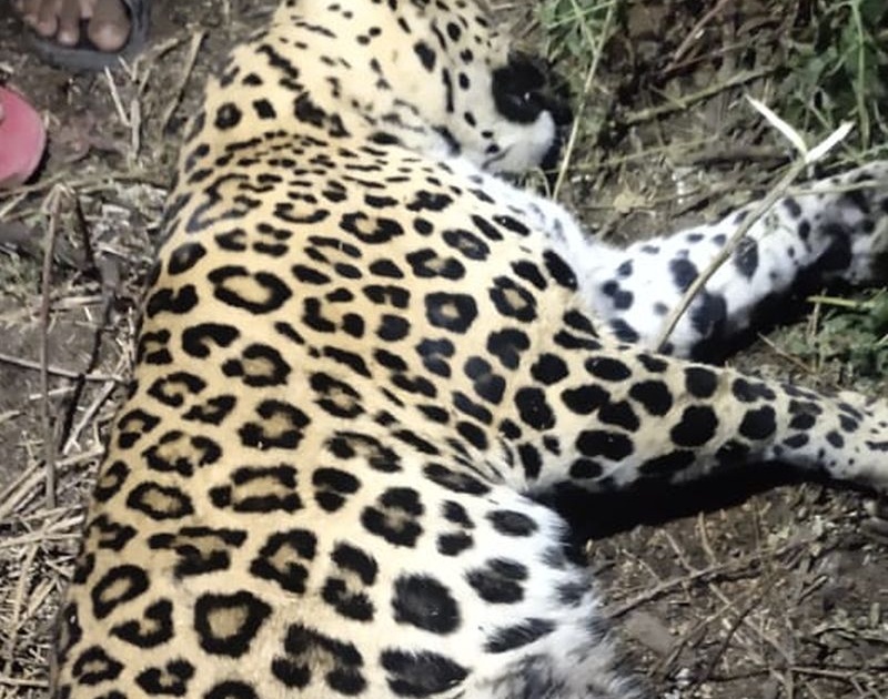 Leopard killed in unidentified vehicle collision | अज्ञात वाहनच्या धडकेत बिबट्या ठार
