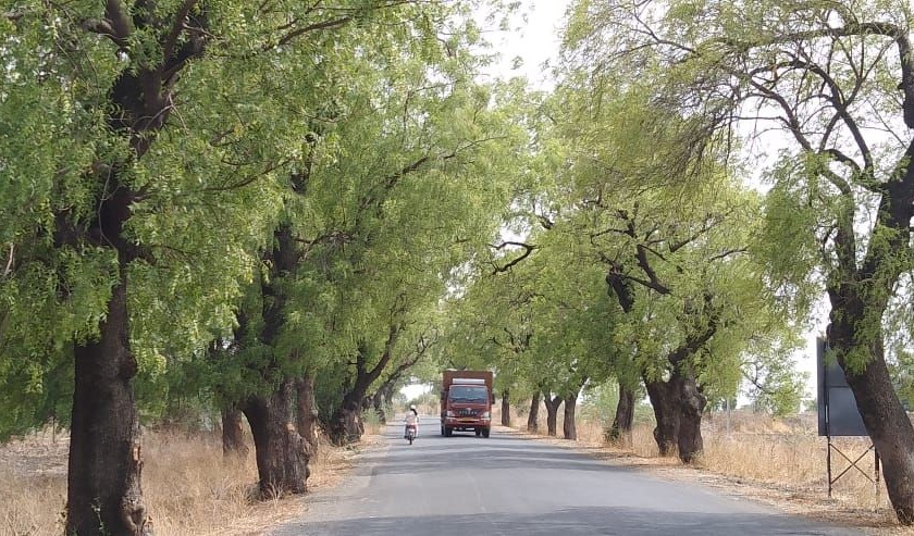Slaughter of thousands of trees for road width! | रस्ता रुंदीकरणासाठी होणार हजारो वृक्षांची कत्तल!
