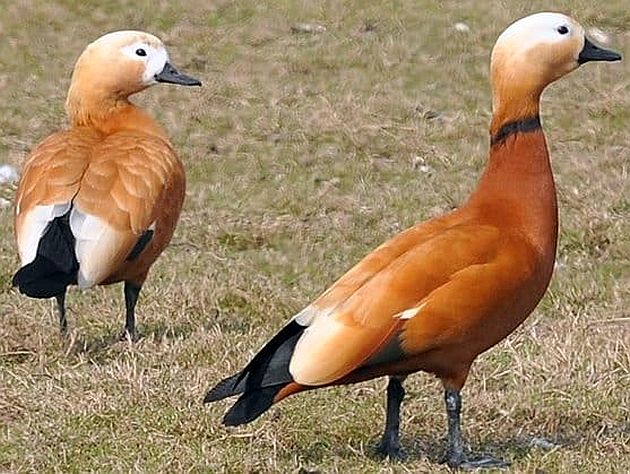 Migratory birds arrive at Gondvihir Lake in Achalpur | स्थलांतरित पक्षी अचलपूरच्या गोंडविहीर तलावावर दाखल 