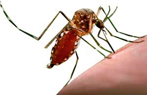 Dangue is dangerous; Take out the 'Chamdok' | डेंग्यू धोकादायक; ‘चामडोक’ बाहेर काढा