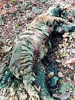 Wagha's body found in Melghat | मेळघाटात आढळला वाघाचा मृतदेह