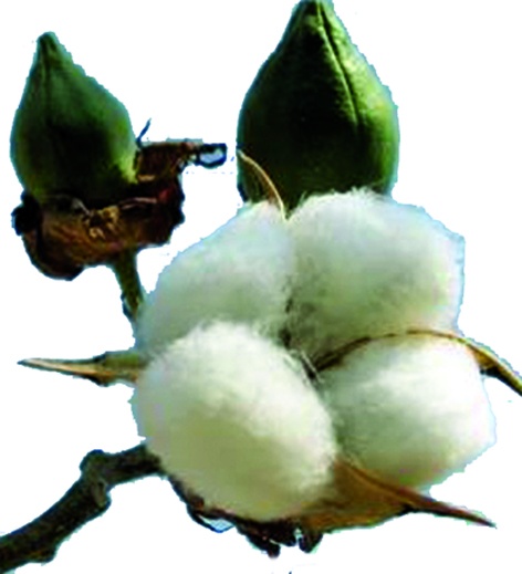 Deadline for primary registration of cotton growers till March 7 | कापूस उत्पादक शेतकऱ्यांना प्राथमिक नोंदणीसाठी १३ मार्चपर्यंत मुदतवाढ