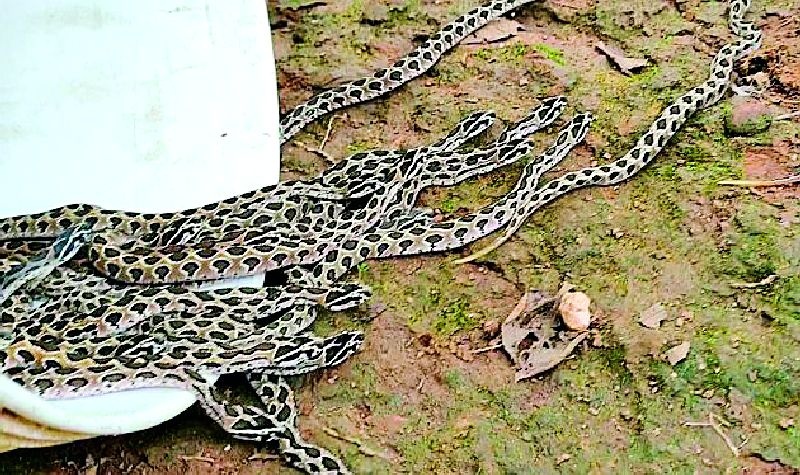 Ghonas snake gave birth to 59 chicks | घोणस सापाने दिला तब्बल ५९ पिलांना जन्म