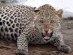 Three incidents of leopard attack in the same week | एकाच आठवड्यात बिबट्याच्या हल्ल्याच्या तीन घटना