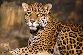 Leopard sightings at Chinchkhed | चिंचखेड येथे बिबट्यांचे दर्शन