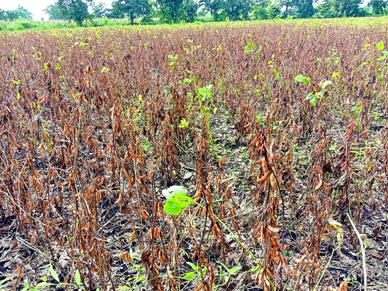 Rain hit crop in buldhana district | बुलडाणा जिल्ह्यात परतीच्या पावसाचा फटका