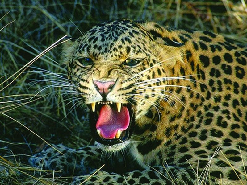 Buldana: leopards wanderd in urban areas | बुलडाणा : दाेन बिबट्यांचा नागरी वस्तीत हैदाेस