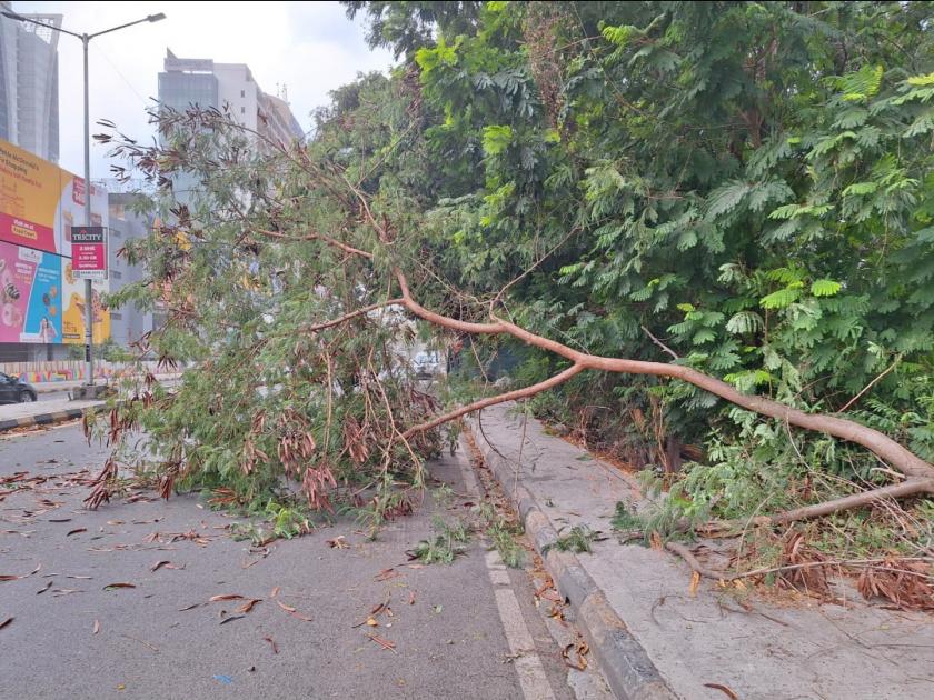 In Navi Mumbai rain accompanied by lightning, trees fell in Vashi | नवी मुंबईत विजांच्या कडकडाटासह पाऊस, नेरूळ, वाशी, ऐरोली, कोपरखैरणेत १५ वृक्ष कोसळले