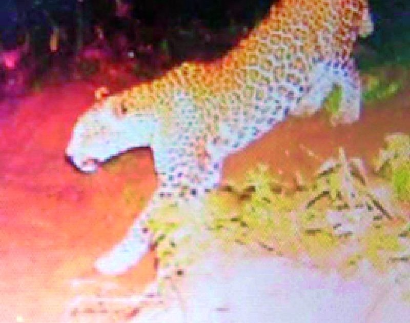 Leopards roam the Bhadravati area | भद्रावती परिसरात बिबट्यांचे भ्रमण