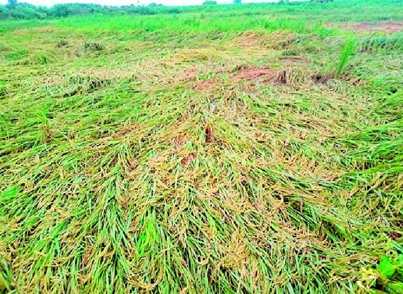 Return rains hit the district again causing major damage to kharif crops | जिल्ह्याला परतीच्या पावसाने झोडपले खरीप पिकांचे पुन्हा मोठे नुकसान