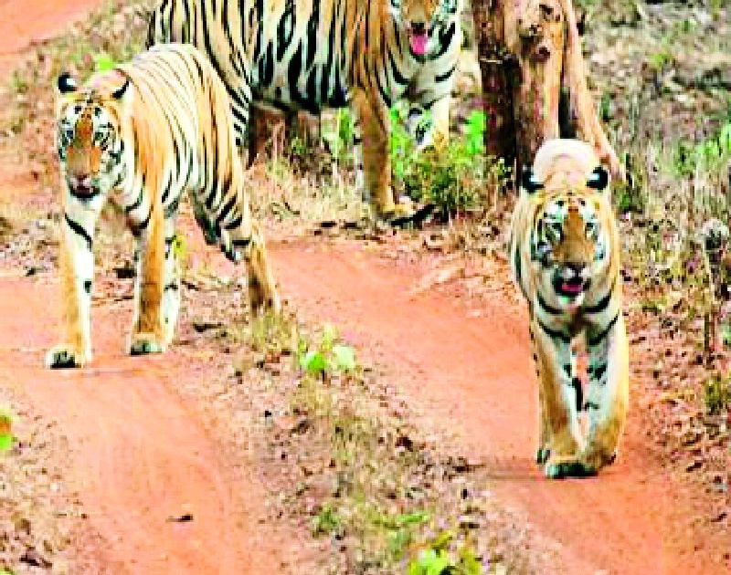 Tadoba Tiger Reserve Completed till May month | ताडोबा व्याघ्र प्रकल्प मे महिन्यापर्यंत फुल्ल
