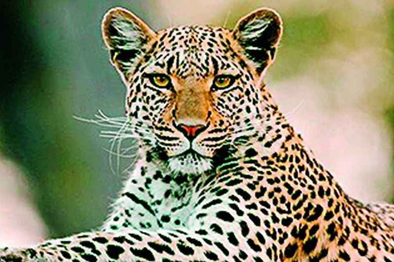 PCCF proposes to shoot 'that' leopard | ‘त्या’ बिबट्याला गोळ्या घालून ठार मारण्याचा पीसीसीएफला प्रस्ताव