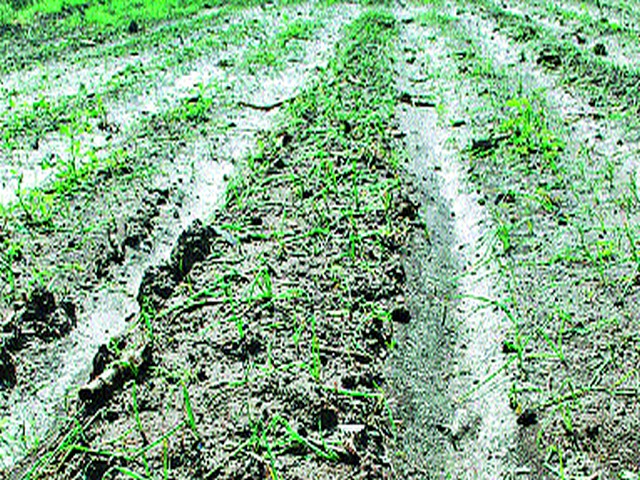 Farmers deprived of crop insurance | पीकविम्यापासून शेतकरी वंचित