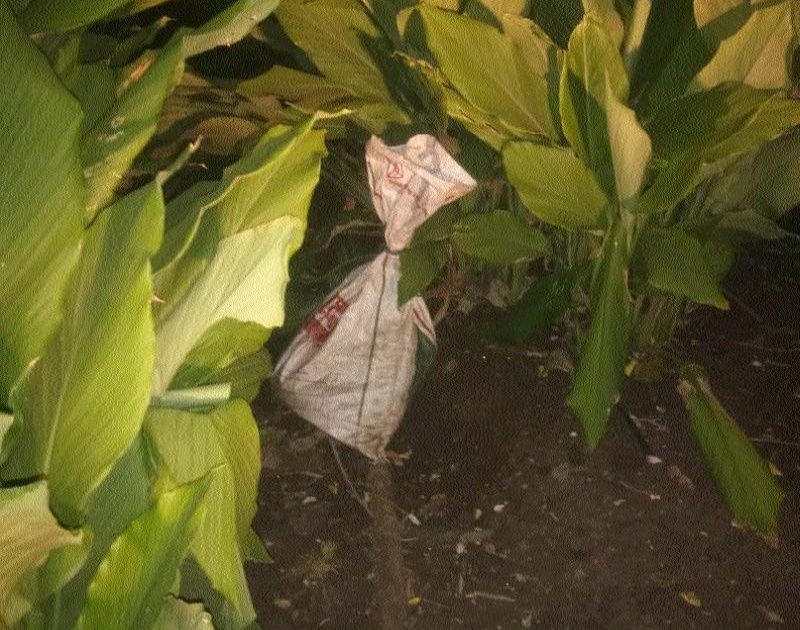 The dragon was found in the bag | थैलीमध्ये आढळला अजगर
