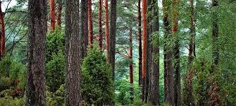 Forest resources in Baglan taluka under threat | बागलाण तालुक्यातील वनसंपदा धोक्यात