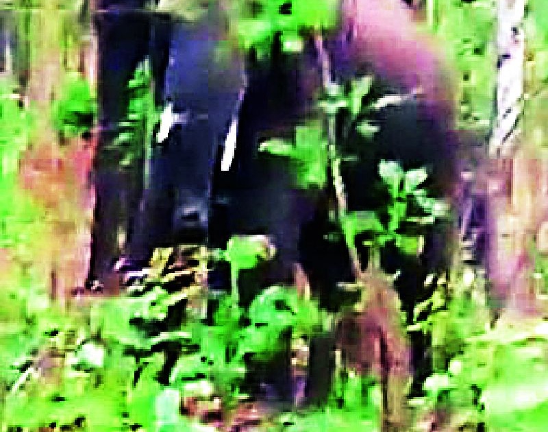 Two elephants found in the Cochinara forest | कोचिनारा जंगलात आढळले दोन हत्ती