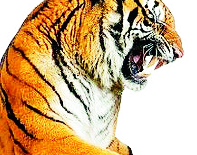 Fear of tigers by foresters | वनालगत शेती कसणाऱ्यांना वाघांपासून धाेका