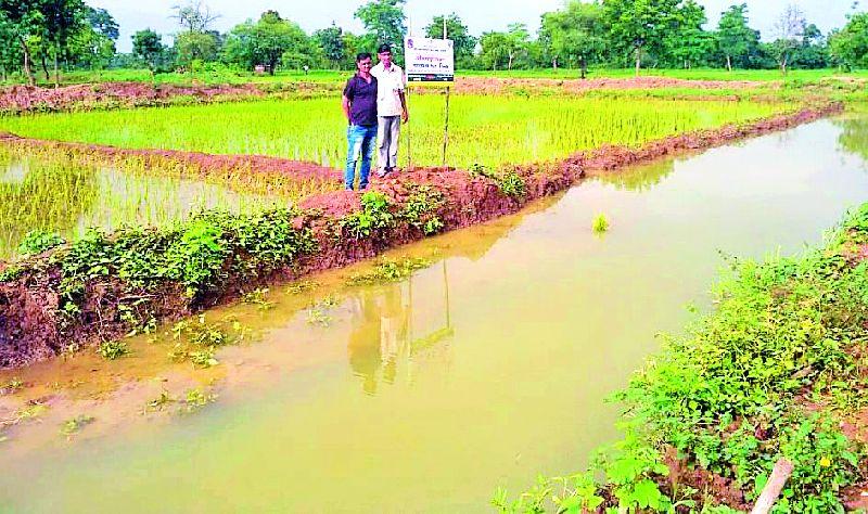 Use of fisheries in paddy crop in Nainpura | नैनपुरा येथे धान पिकात मत्स्य शेतीचा प्रयोग