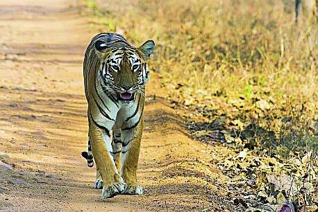 Leader of the Tiger in Barbuspura area panic | बरबसपुरा परिसरात पट्टेदार वाघाची दहशत