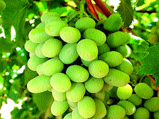 Extreme decline in grape exports | द्राक्ष निर्यातीत कमालीची घट
