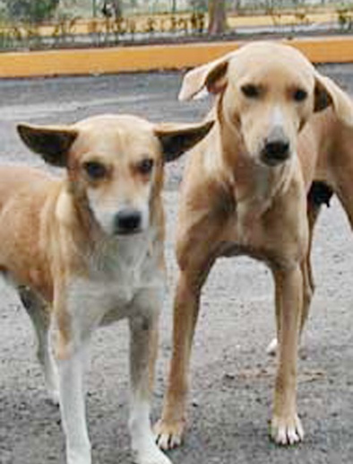Death of dogs; All four were in police custody | कुत्र्यांचा मृत्यू; चौघे पोलिसांच्या ताब्यात