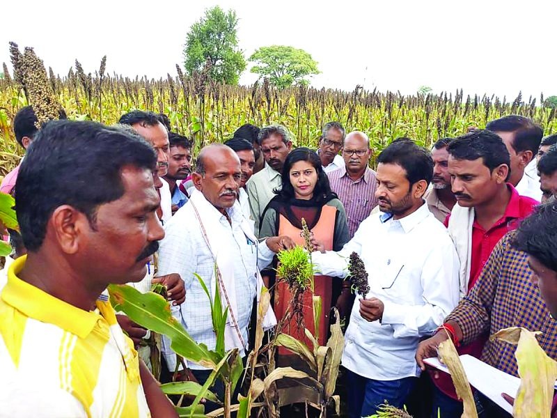 Crop loss survey completed in Shegaon taluka | शेगाव तालुक्यात पीक नुकसानाचा सर्व्हे पूर्ण