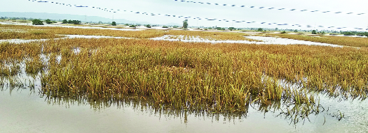 Lakh farmers lose 5 crores in Mayapur | महापुरात ३ लाख शेतकऱ्यांचे १३०० कोटींचे नुकसान