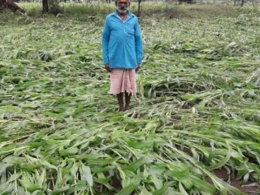 Rains hit crops in Dindori taluka | दिंडोरी तालुक्यातील पिकांना पावसाचा फटका