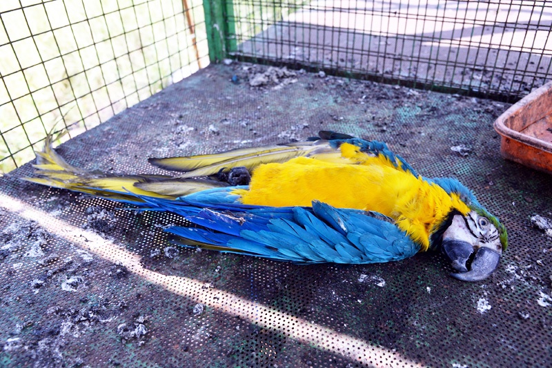 Shocking; Death of Macau Parrots in Solapur | धक्कादायक; प्राणिसंग्रहालयाची शान वाढविणाऱ्या सोलापुरातील मकाऊ पोपटांचा मृत्यू