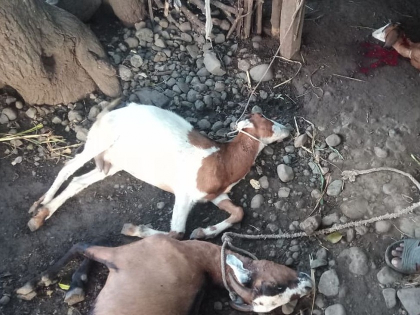 Goat slips from Bibtaya at the mode | मोड येथे बिबटय़ाकडून शेळ्या फस्त