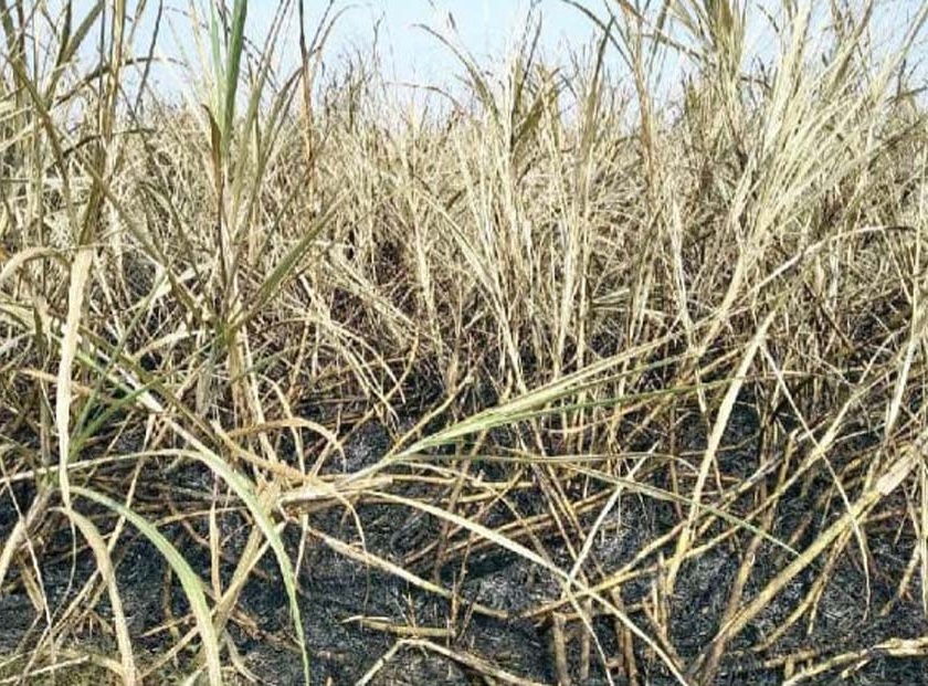  Mathefiru burnt 3 acres of sugarcane in Chaugaon Shivar | चौगाव शिवारात माथेफिरुने २२ एकरातील ऊस जाळला