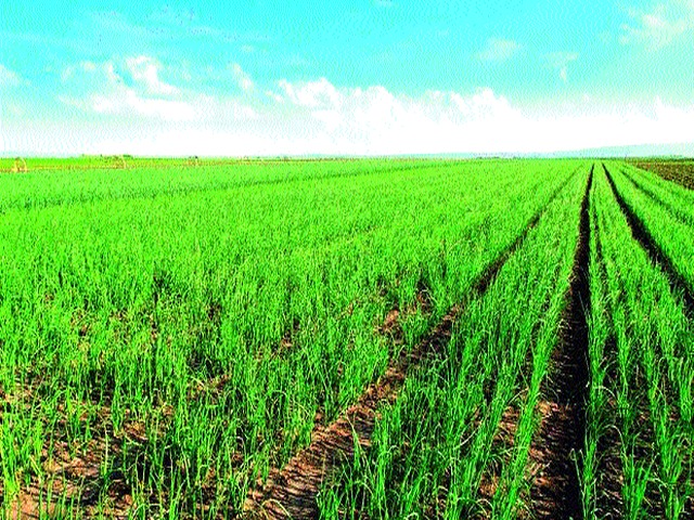Engage farmers in onion cultivation | कांदा लागवडीत शेतकरी व्यस्त