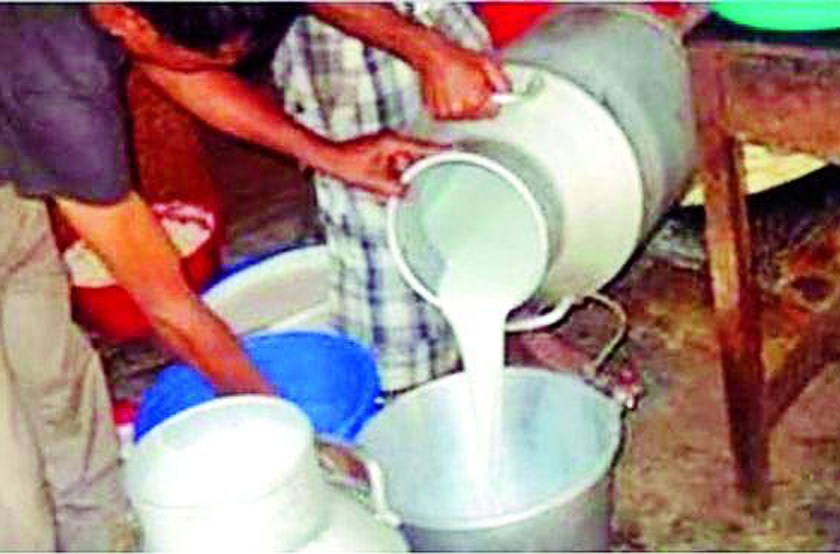 Parbhani: Government milk collections decline | परभणी : शासकीय दुध डेअरीतील संकलन घटले